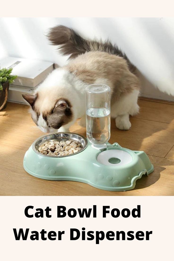 Automatic Single Pet Bowl & Water Dispenser