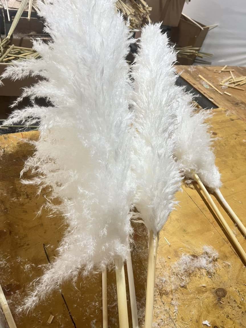 Big Fluffy Pampas Grass – Decorative Dried Flowers