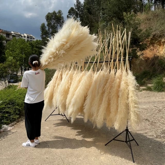 Big Fluffy Pampas Grass – Decorative Dried Flowers