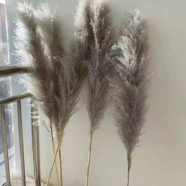 Big Fluffy Pampas Grass – Decorative Dried Flowers