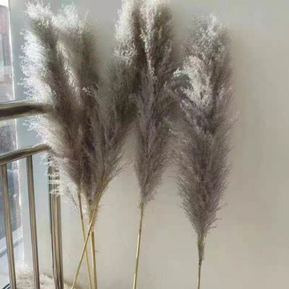 Big Fluffy Pampas Grass – Decorative Dried Flowers