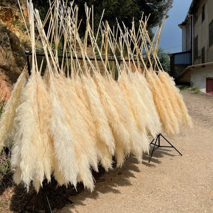 Big Fluffy Pampas Grass – Decorative Dried Flowers
