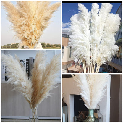 Big Fluffy Pampas Grass – Decorative Dried Flowers